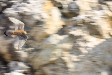 Yırtıcı bir kuşun hareketli portresi dinamik bir pozla bir kaya duvarının arka planına karşı. Yaygın Kerkenez, Falco tinnunculus.