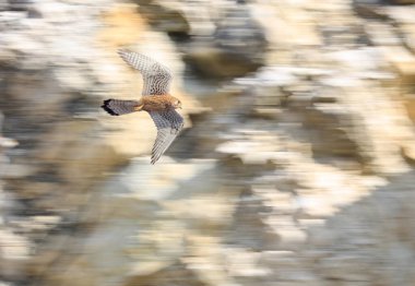 Yırtıcı bir kuşun hareketli portresi dinamik bir pozla bir kaya duvarının arka planına karşı. Yaygın Kerkenez, Falco tinnunculus.