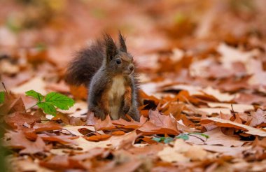 Doğal ortamda kırmızı sincabın yakın plan portresi. Avrasya kızıl sincabı, Sciurus vulgaris.