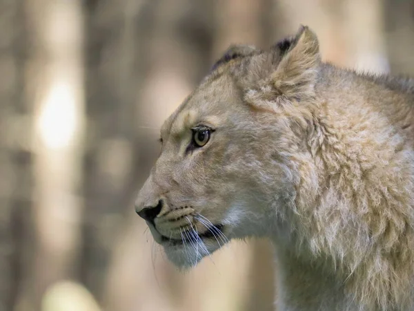 Портрет Львицы Крупным Планом Лучший Хищник Природной Среде Lion Panthera — стоковое фото