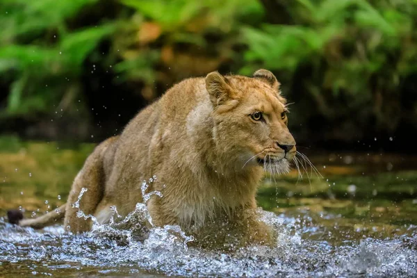 小川で獲物を追いかける雌ライオンのクローズアップ肖像画 自然環境で最高の捕食者 ライオン パンテラレオ — ストック写真