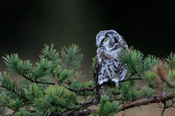 在美丽的自然环境中 有着闪亮的黄色眼睛和黄色喙的棕色小猫头鹰的特写 Boreal Owl也被称为Tengmalms Owl或Richardsons Owl Aegolius Funereus — 图库照片