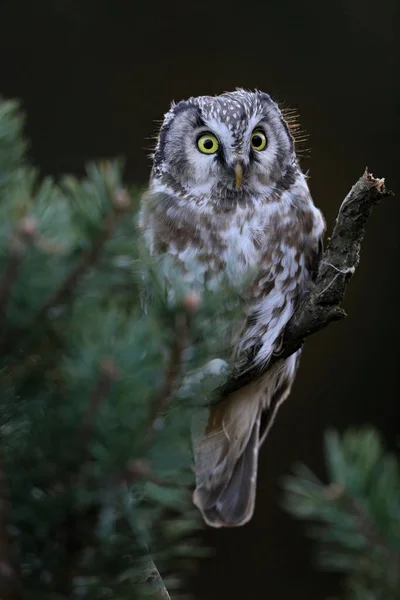 Close Portrait Tiny Brown Owl Shining Yellow Eyes Yellow Beak — Stock Photo, Image