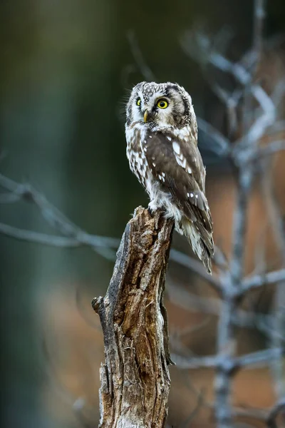 Detailní Portrét Malé Hnědé Sovy Zářícíma Žlutýma Očima Žlutým Zobákem — Stock fotografie