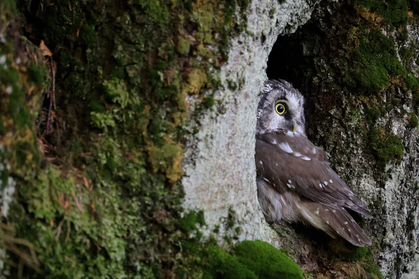 Nahaufnahme Porträt Einer Winzigen Braunen Eule Mit Leuchtend Gelben Augen — Stockfoto