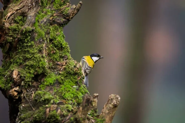 Detailed Photot Little Songbird Natural Envirnment Great Tit Parus Major — Stockfoto