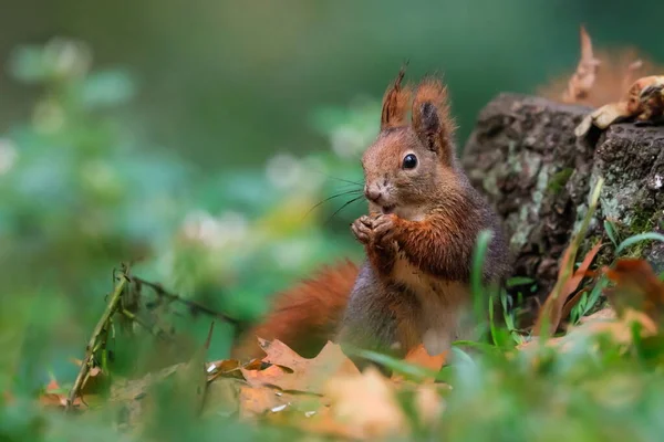 Nahaufnahme Porträt Des Roten Eichhörnchens Natürlicher Umgebung Rotes Eichhörnchen Sciurus — Stockfoto