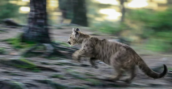 Turbo Kedi Doğal Ortamında Dinamik Bir Duruşu Olan Genç Sevimli — Stok fotoğraf