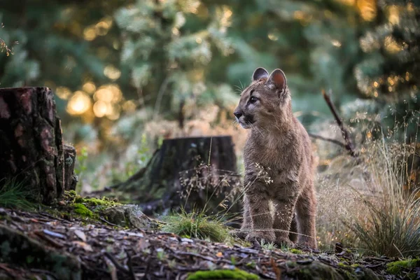 Ein Sehr Junges Süßes Puma Männchen Auf Erkundungstour Seinem Natürlichen — Stockfoto