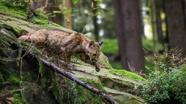 Giovane Cougar Maschio Molto Carino Una Spedizione Ricognizione Nel Suo — Foto Stock