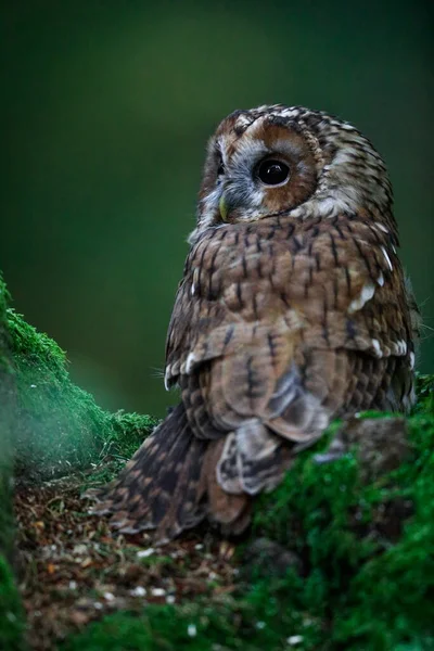 Gros Plan Portrait Une Belle Chouette Sur Fond Coloré Une — Photo