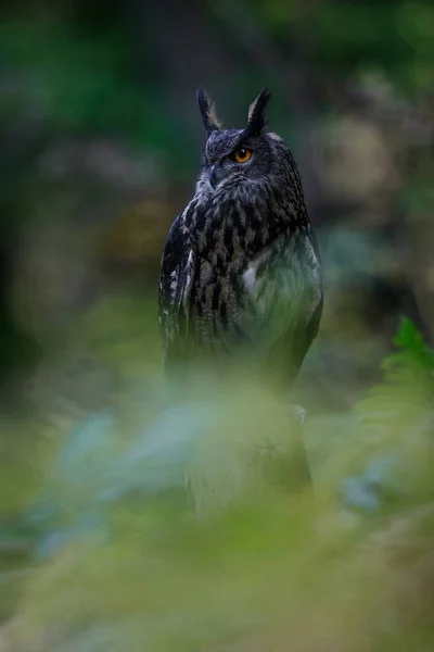 Close Portrait Great Strong Brown Owl Huge Red Eyes Natural — Stock Photo, Image