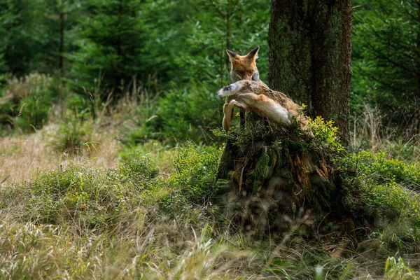 Foto Close Uma Raposa Vermelha Uma Pose Dinâmica Com Lebre — Fotografia de Stock