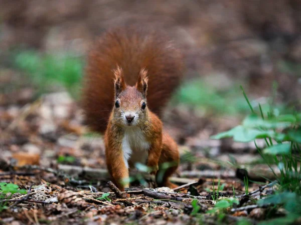 Retrato Cerca Ardilla Roja Entorno Natural Ardilla Roja Euroasiática Sciurus Imagen De Stock