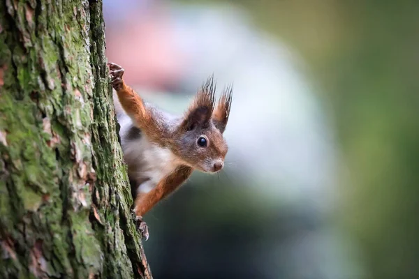 Retrato Cerca Ardilla Roja Entorno Natural Ardilla Roja Euroasiática Sciurus Imagen De Stock