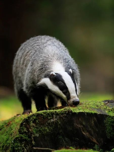 Autumn Poetry Close Portrait Badger Its Natural Habitat Meles Meles Royalty Free Stock Images