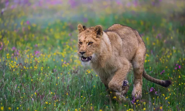 在雾蒙蒙的早晨 一头母狮穿过布满五彩斑斓花朵的稀树草原 径直奔向摄像机 狮子座中的顶级掠食者的印象主义场景 免版税图库照片