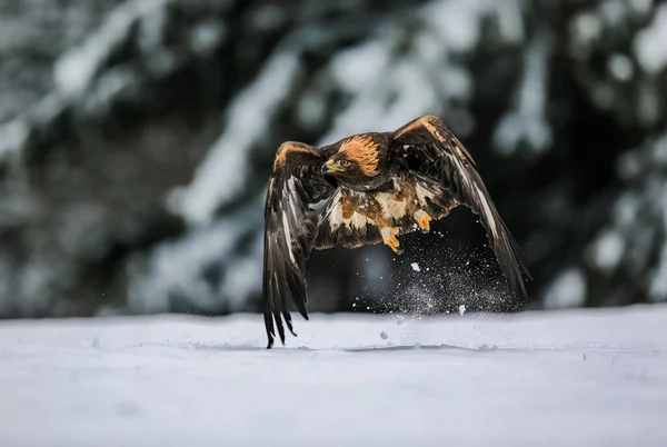 Close Action Photo Golden Eagle Flying Natural Environtment Winter Time — Stock Photo, Image