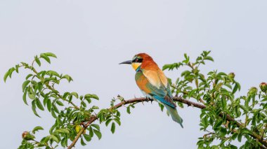Ağaçta oturan Arı Yiyen 'in yakın plan portresi. Uçan mücevher. Avrupalı Arı yiyici, Merops apiaster