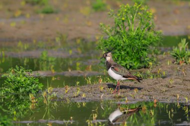 Doğal ortamda güzel bir yağmurluğun yakın plan portresi. Kuzey Lapwing, Vanellus Vanellus.