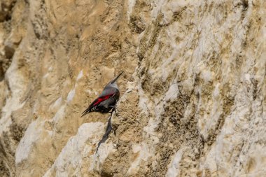 Duvarcı sürüngen, bir kayaya atlayıp böcekleri ve diğer böcekleri arıyor. Kırmızı kanatlı gri kuş, dağ uçan mücevheri. Palava Hills, Çek Cumhuriyeti, Tichodroma Muraria