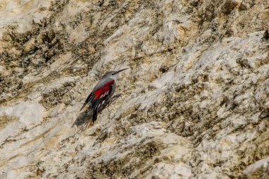 Duvarcı sürüngen, bir kayaya atlayıp böcekleri ve diğer böcekleri arıyor. Kırmızı kanatlı gri kuş, dağ uçan mücevheri. Palava Hills, Çek Cumhuriyeti, Tichodroma Muraria