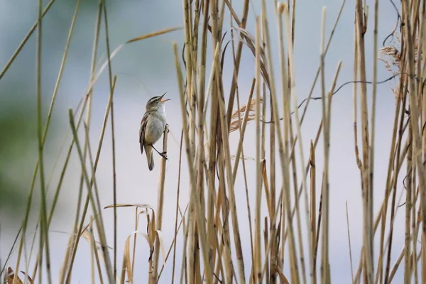 Pajarito Marrón Cantando Caña Warbler Ambiente Natural Guirnalda Acrocephalus Schoenobaenus — Foto de Stock