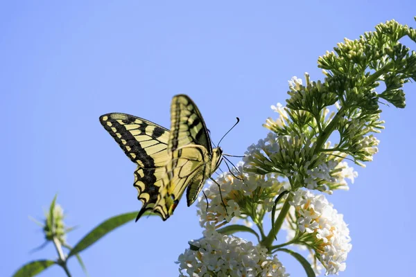 Old World Swallowtail Also Known Common Yellow Swallowtail Flowering Summer — Stock Photo, Image