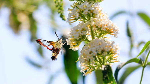 Abeja Borde Ancho Halcón Polilla Volando Floración Floración Lila Verano —  Fotos de Stock