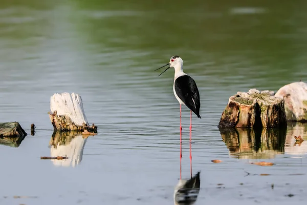 Крупный План Черно Крылатой Птички Длинными Красными Ногами Пробирающейся Середине — стоковое фото