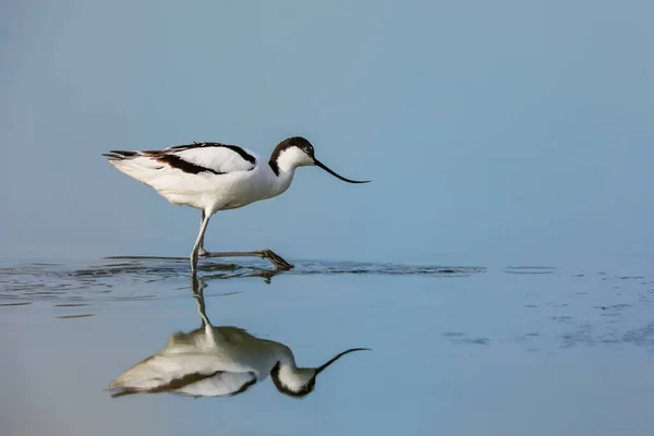 Foto Primer Plano Wader Raro Con Pico Largo Delgado Curvado — Foto de Stock