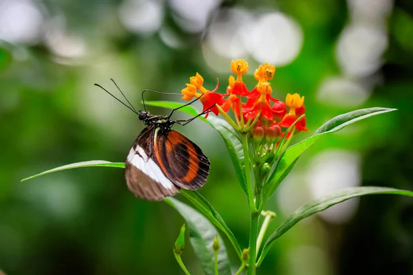 Крупный План Портрета Красивой Бабочки Оранжевом Цветке Sara Longwing Heliconius — стоковое фото