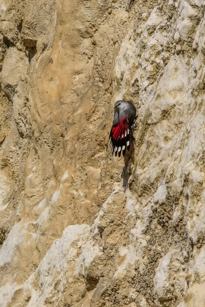 Wallcreeper Saltando Sobre Una Roca Buscando Escarabajos Otros Insectos Pájaro — Foto de Stock
