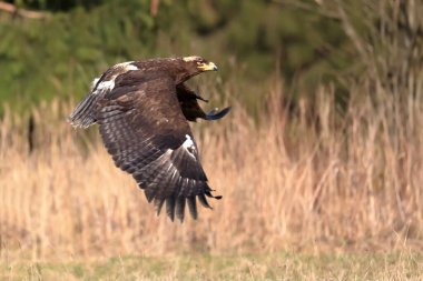 Büyük, güçlü bir yırtıcı kuş olan Steppe Eagle, Aquila nipalensis, çimlerin üzerinde uçuyor, arka planda yeşil orman var..