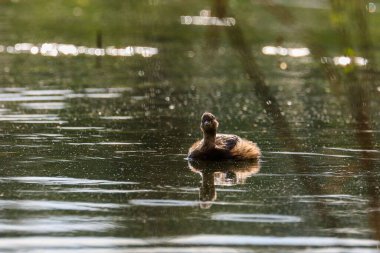 Akşam gölündeki meraklı Küçük Yunus 'un yakın plan portresi güçlü bir arka planda ve güzel bir bokeh arka planı var. Akşam havası. Küçük Grebe, Taşibaptus Ruficollis
