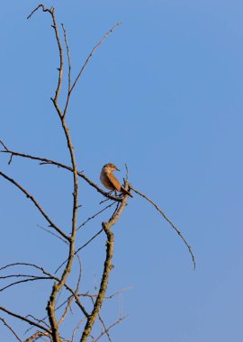 Çek nehirlerinin göze çarpmayan bir kuşu ve güzel bir sesle göletleri var. Mavi gökyüzüne karşı fotoğraf. Nehir Warbler, Locream fluviatilis