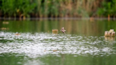 Küçük Halkalı Plover 'ın dinamik bir fotoğrafı gölün üzerinde, arka planda, Bokeh' le birlikte uçuyor. Charadrius hiaticula