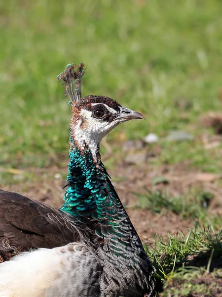 Portrait Détaillé Merveilleux Peahen Petit Duc Des Indes Petit Duc — Photo