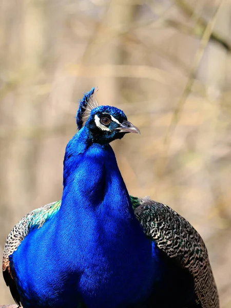 Peacock Blue Peafowl Portrait Gros Plan Avec Couronne Merveilleuse Pavo — Photo