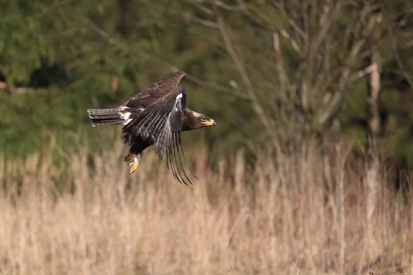 Great Strong Bird Prey Steppe Eagle Aquila Nipalensis Flying Grass — Stock Photo, Image