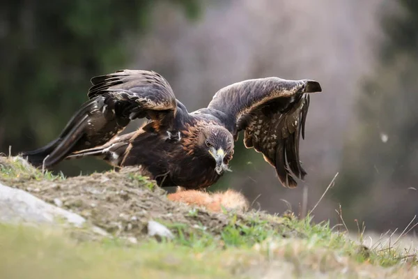 Close Portrait Golden Eagle Hunted Fox Natural Environment Aquila Chrysaetos — Stock Photo, Image