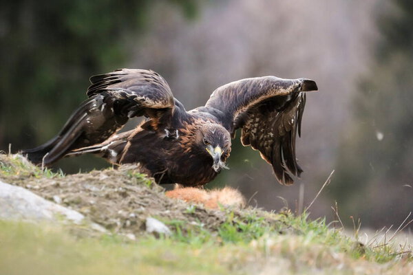 Close-up portrait of Golden Eagle with hunted fox in natural environment, Aquila chrysaetos.