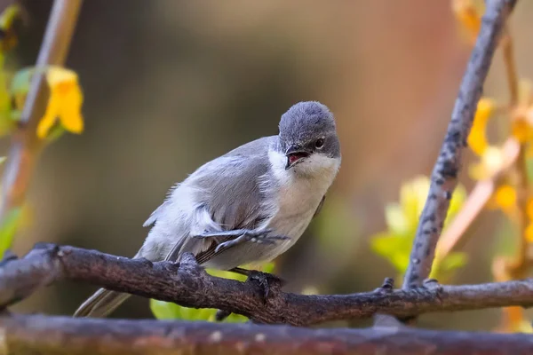 Fotografía Cerca Curruca Pájaro Cantor Hábitat Natural Menor Garganta Blanca — Foto de Stock