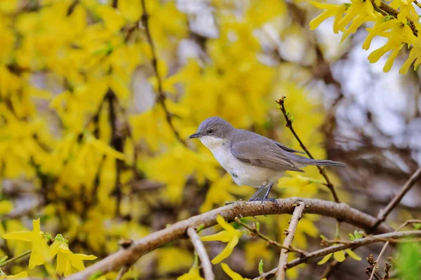 Zbliżenie Zdjęcia Warblera Songbird Środowisku Naturalnym Grzybica Mała Sylvia Curruca — Zdjęcie stockowe