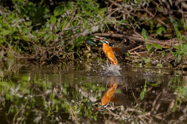 Ijsvogel Vlucht Voor Het Water Tussen Spetterende Waterdruppels Een Vliegend — Stockfoto