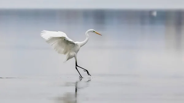 Elegantní Bílá Volavka Přistávající Jezeře Neutrálním Pozadí Velký Volavka Casmerodius — Stock fotografie