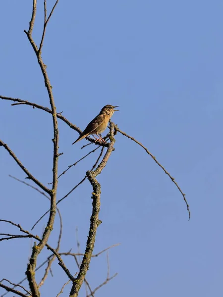 Een Onopvallende Vogel Van Tsjechische Rivieren Vijvers Met Een Prachtige — Stockfoto