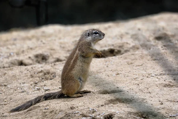 The Cape ground squirrel or South African ground squirrel, Geosciurus inauris is found in most of the drier parts of southern Africa from South Africa, through to Botswana, and into Namibia, including Etosha National Park.