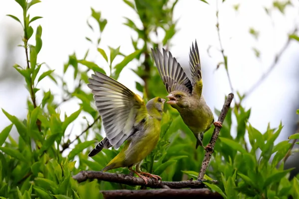 Encanta Alimentarme Par Maravillosos Pájaros Cantores Verdes Con Alas Extendidas — Foto de Stock
