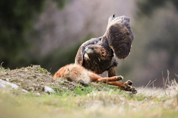 金鹰与捕猎狐狸在自然环境中的特写 Aquila Chrysaetos 免版税图库图片
